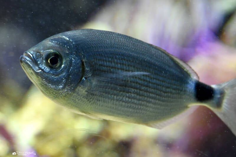 Bandbrasse | Zoo Frankfurt | 10.03.2022