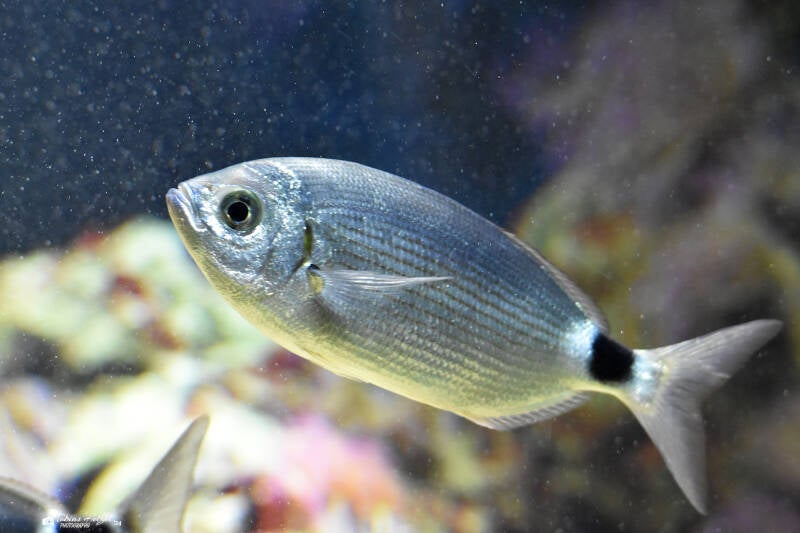 Bandbrasse | Zoo Frankfurt | 10.03.2022