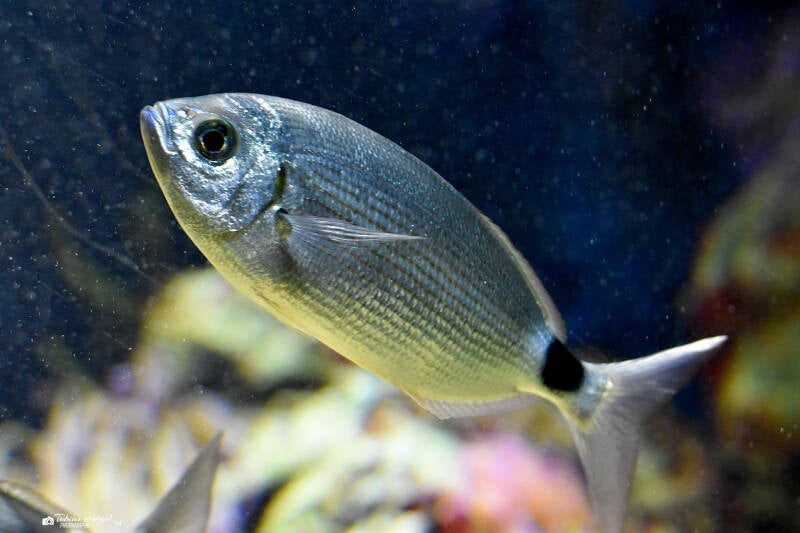 Bandbrasse | Zoo Frankfurt | 10.03.2022