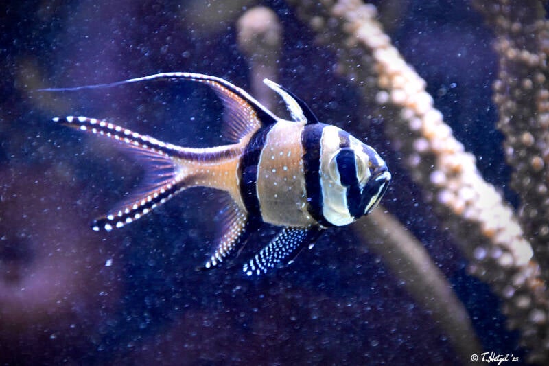 Banggai-Kardinalbarsch