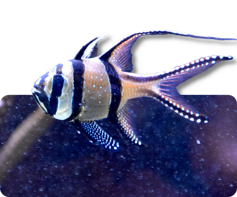 Banggai-Kardinalbarsch