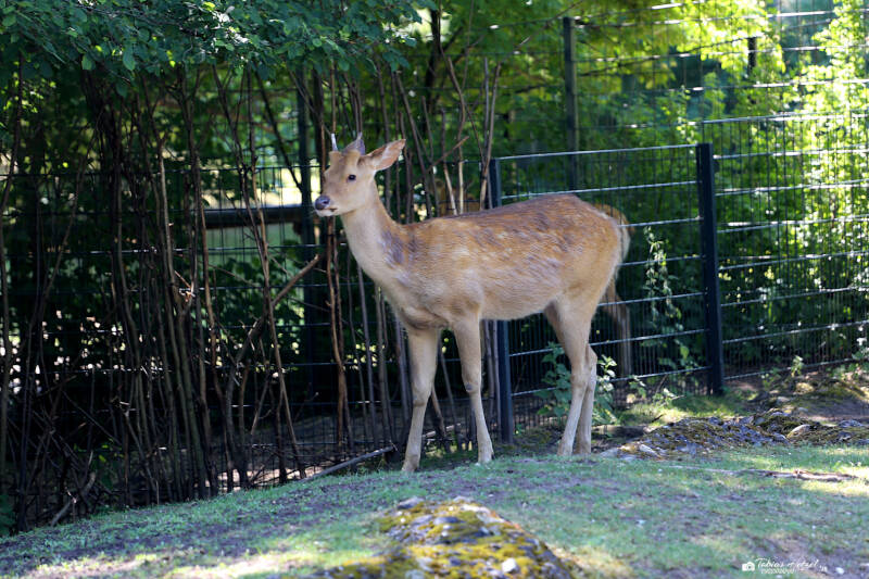 Barasingha | Zoo Berlin | 26.05.2018