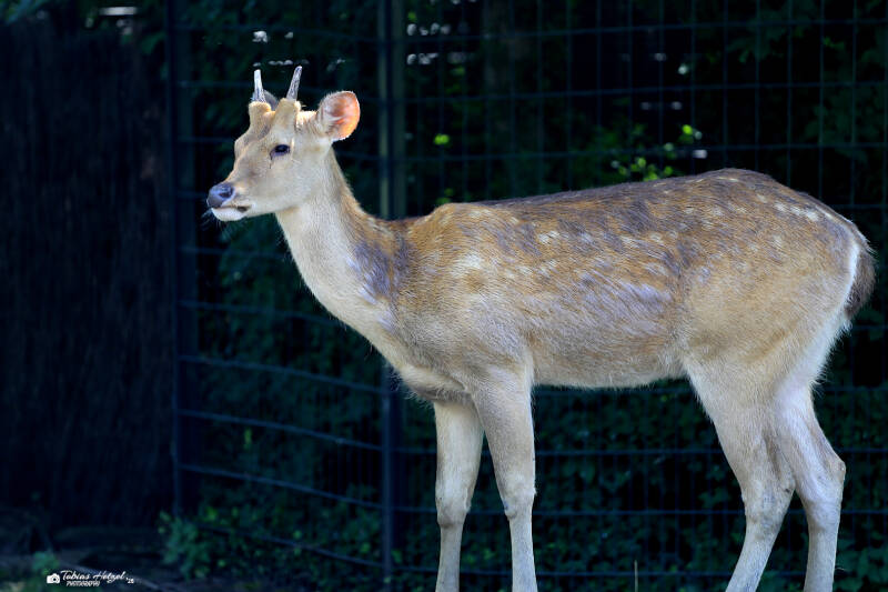Barasingha | Zoo Berlin | 26.05.2018