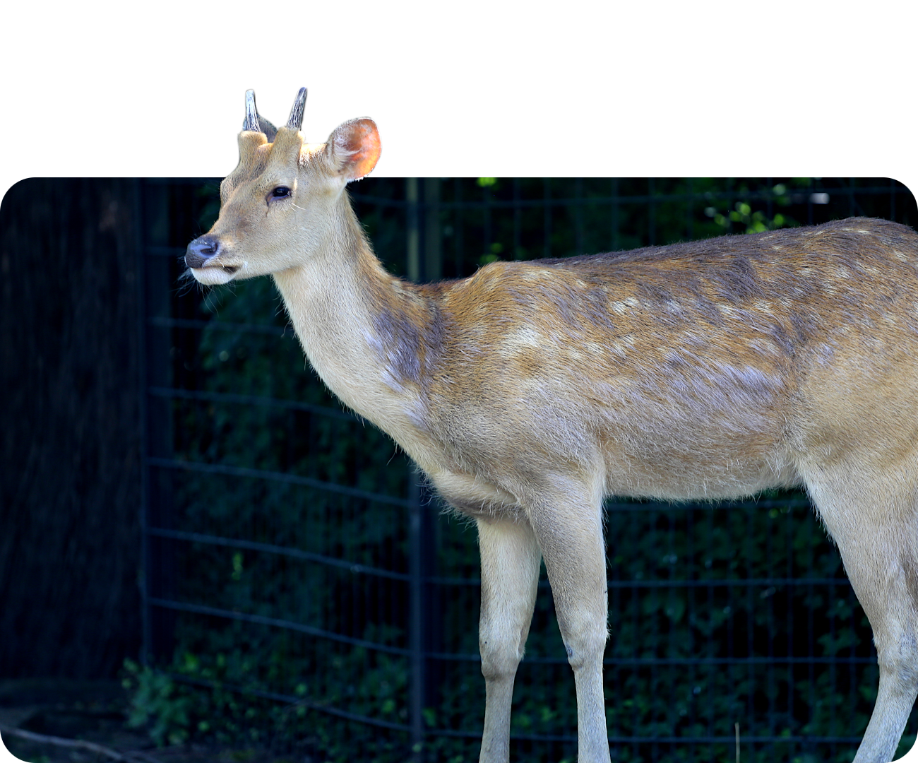 Barasingha