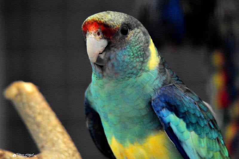 Barnardsittich | Vogelpark Groß-Rohrheim | 24.04.2022