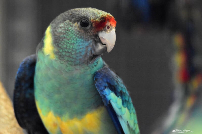 Barnardsittich | Vogelpark Groß-Rohrheim | 24.04.2022