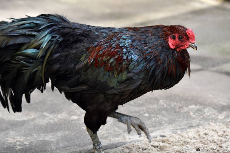 Barnevelder | Weltvogelpark Walsrode | 12.04.2021