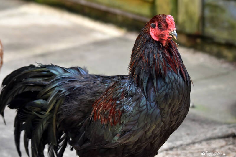 Barnevelder | Weltvogelpark Walsrode | 12.04.2021