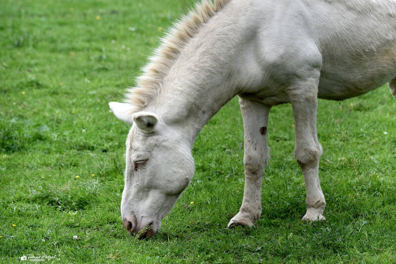 Barockesel | Tiergarten Kleve | 07.07.2021