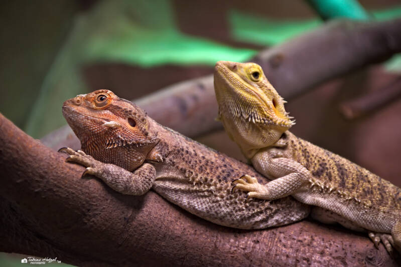Bartagame | Zoo Kaiserslautern | 08.08.2026