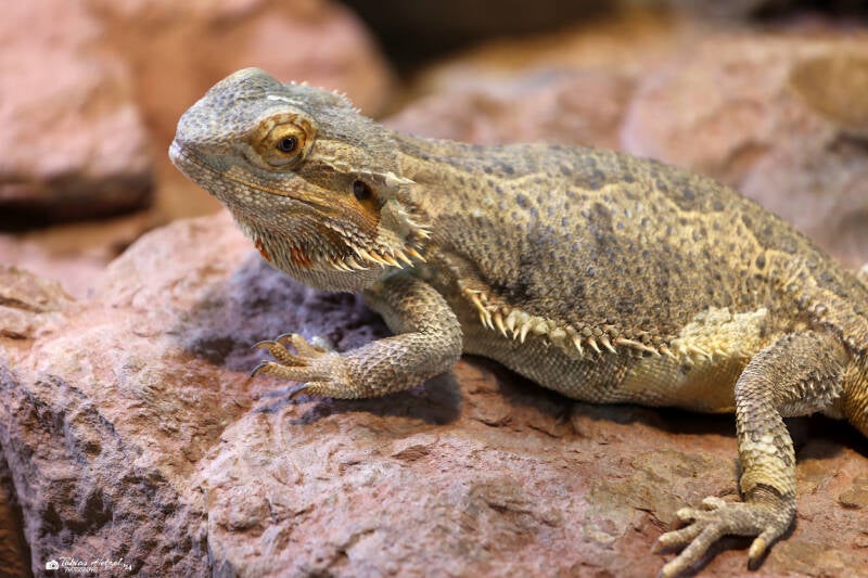 Bartagame | Wilhelma Stuttgart | 14.08.2018