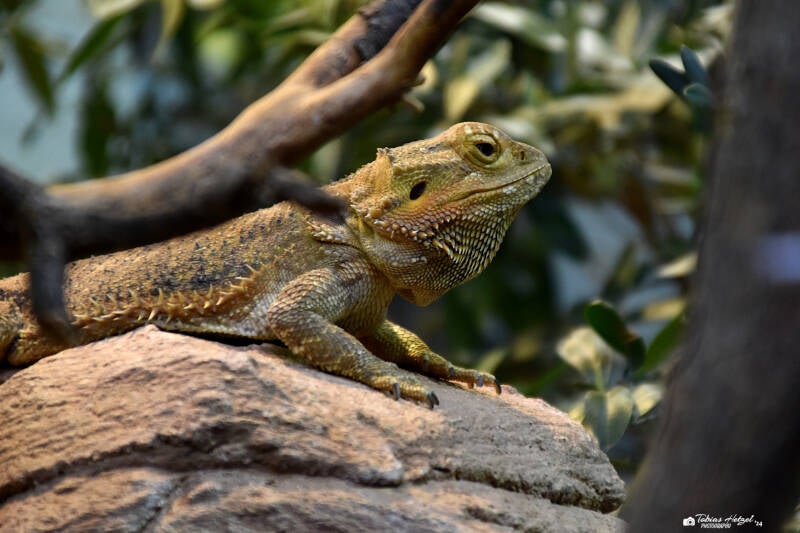 Bartagame | Vivarium Darmstadt | 28.11.2021