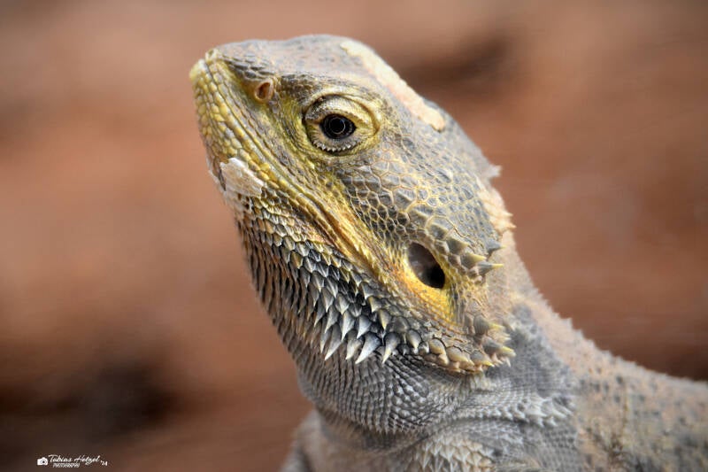 Bartagame | Zoo Frankfurt | 10.03.2022