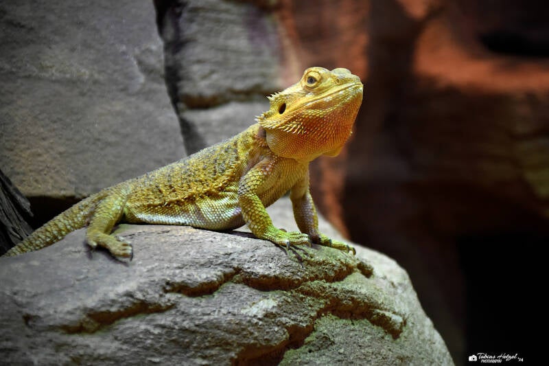 Bartagame | Vivarium Darmstadt | 25.10.2022