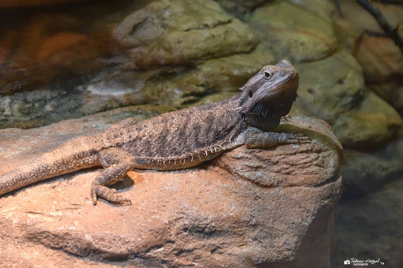 Bartagame | Staatliches Museum für Naturkunde Karlsruhe | 09.03.2023