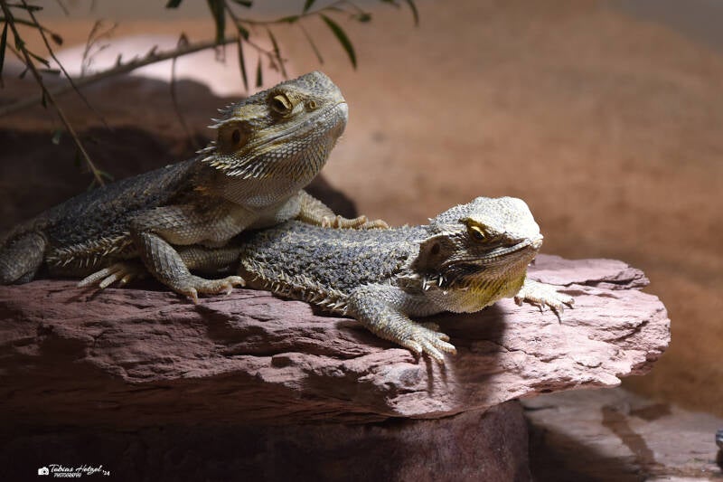 Bartagame | Wilhelma Stuttgart | 11.08.2023