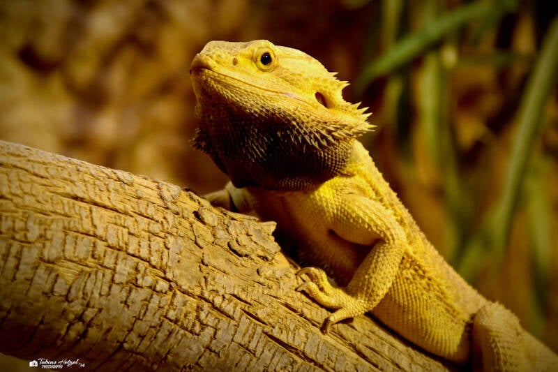 Bartagame | Reptilium Landau | 09.12.2023