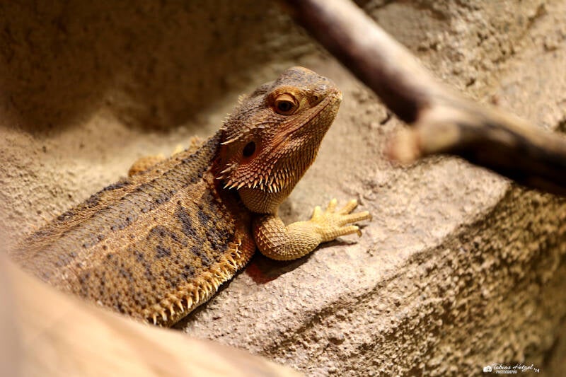 Bartagame | Tiergarten Nürnberg | 30.03.2019