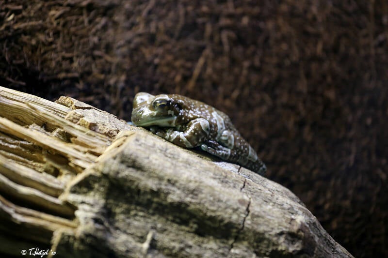 Baumhöhlen-Krötenlaubfrosch | Wilhelma Stuttgart | 14.08.2018