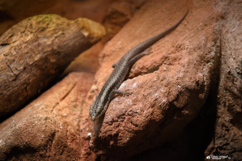 Baumskink | Zoo Wuppertal | 16.06.2024