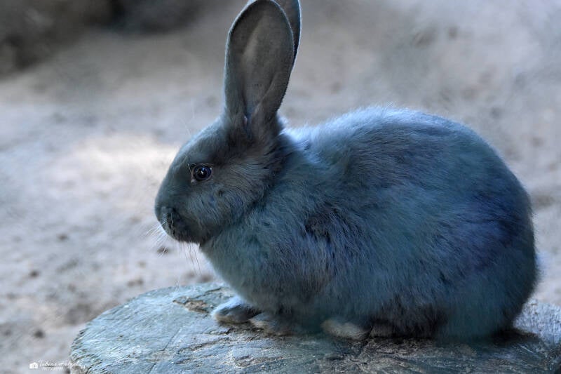 Belgischer Riese | Opel-Zoo Kronberg | 30.05.2021