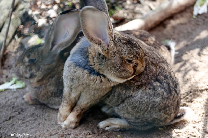 Belgischer Riese | Opel-Zoo Kronberg | 15.04.2018