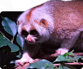 Bengal-Plumplori