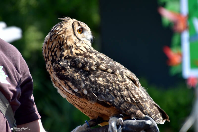 Bengalenuhu | Weltvogelpark Walsrode | 09.06.2023