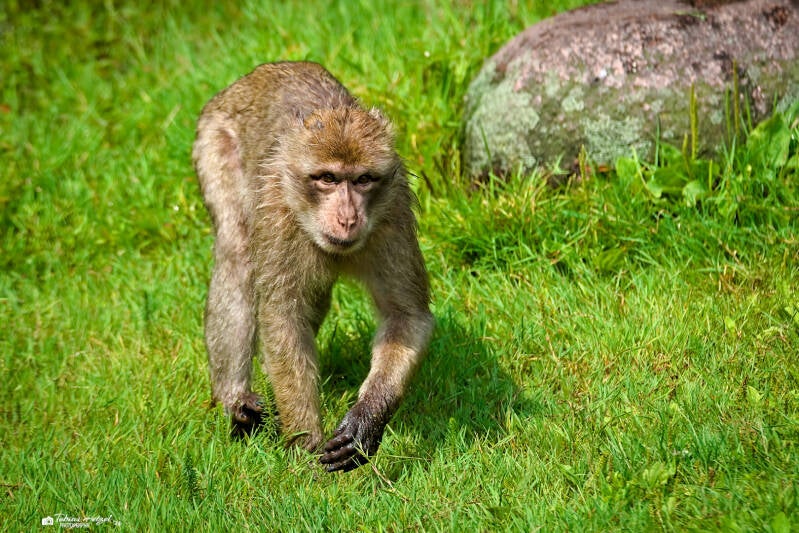 Berberaffe | Tier- und Freizeitpark Thüle | 03.08.2024
