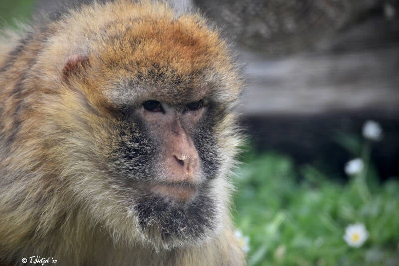 Berberaffe | Rauch-Zoo, Freudenberg | 23.04.2022