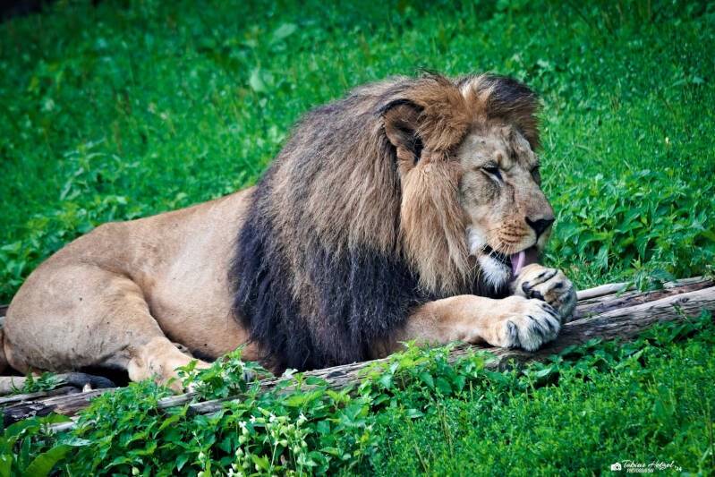 Berberlöwe | Safaripark Dvur Kralove | 17.08.2024