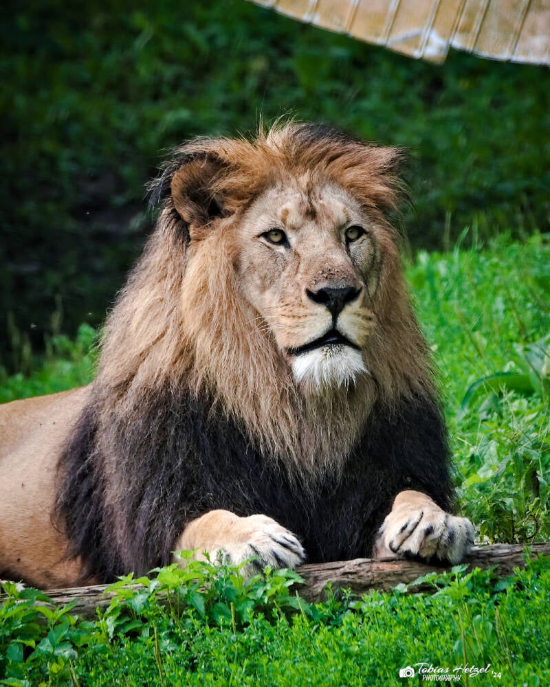 Berberlöwe | Safaripark Dvur Kralove | 17.08.2024