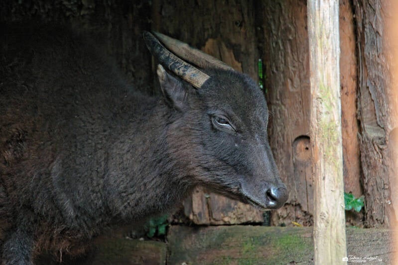 Berganoa | Zoo Krefeld | 16.06.2024