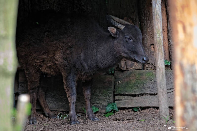 Berganoa | Zoo Krefeld | 16.06.2024