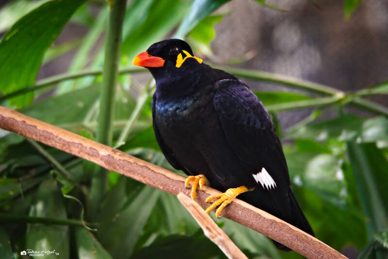 Bergbeo (kein Unterartenstatus) | Zoologischer Stadtgarten Karlsruhe | 03.04.2026