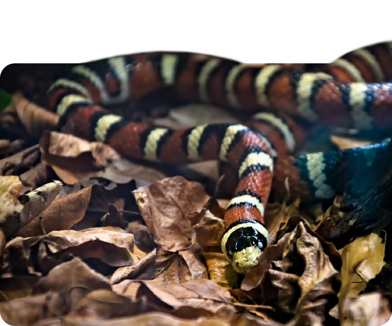 Bergkönigsnatter (kein Unterartenstatus)