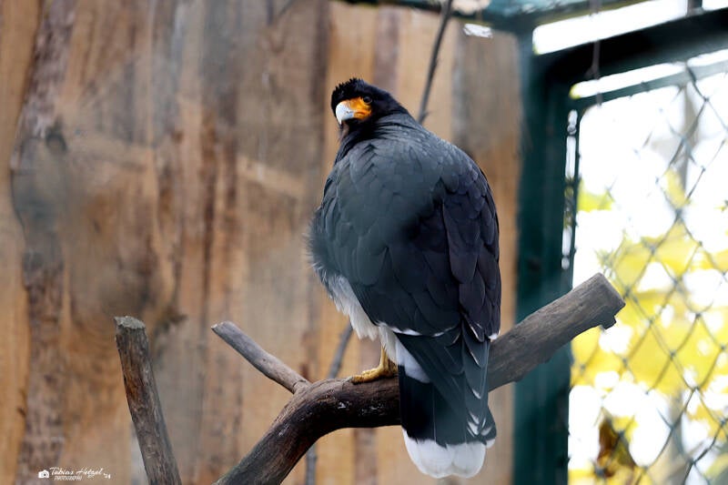 Bergkarakara | Tierpark Berlin | 24.11.2019
