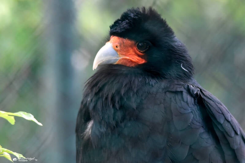 Bergkarakara | Vogelpark Bobenheim-Roxheim | 15.05.2022