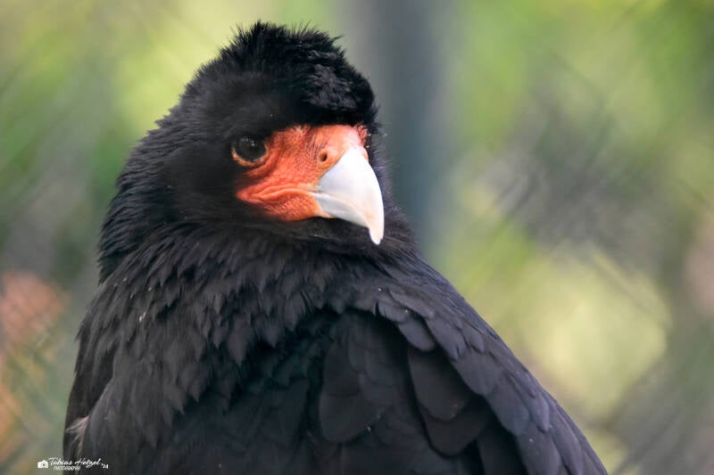 Bergkarakara | Vogelpark Bobenheim-Roxheim | 15.05.2022
