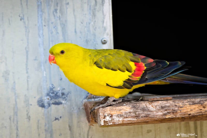 Bergsittich | Vogelpark Schotten | 27.04.2024