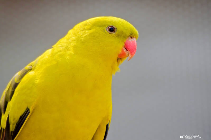 Bergsittich | Vogelpark Schotten | 27.04.2024