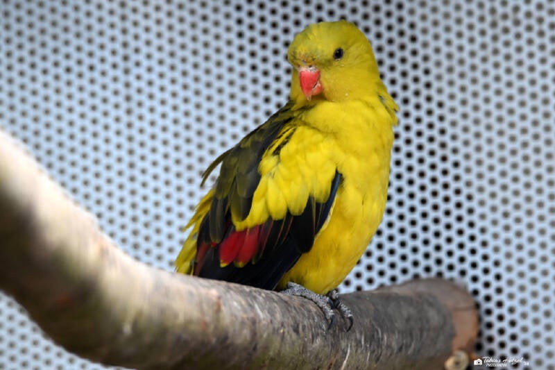 Bergsittich | Vogelpark Schotten | 16.07.2022