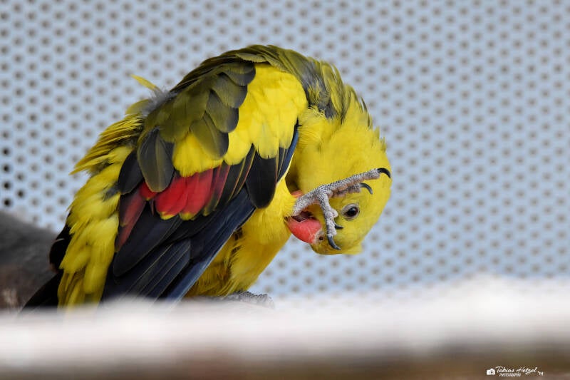 Bergsittich | Vogelpark Schotten | 16.07.2022