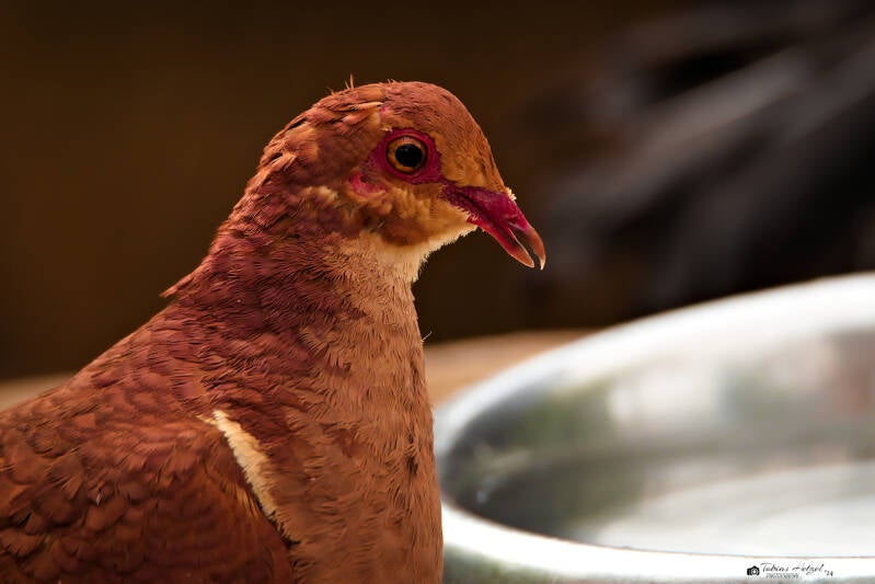 Bergtaube | Vogelpark Schotten | 27.04.2024