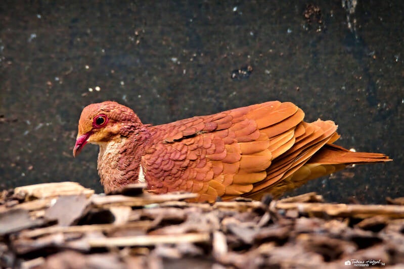 Bergtaube | Vogelpark Schotten | 27.04.2024