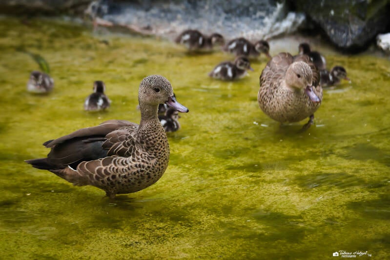 Bernierente | Zoo Neuwied | 17.06.2024