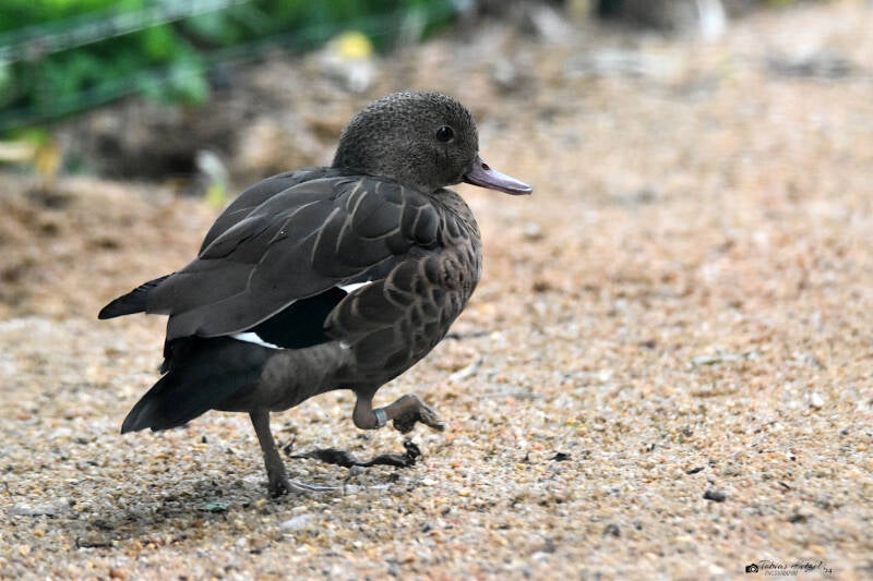 Bernierente | Zoo Plzen | 17.09.2022
