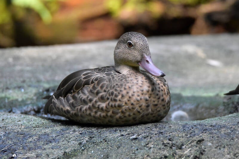 Bernierente | Zoo Zürich | 04.07.2020