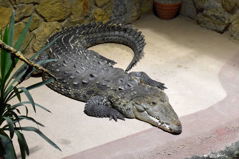 Beulenkrokodil | Meeresaquarium Zella-Mehlis | 24.09.2020