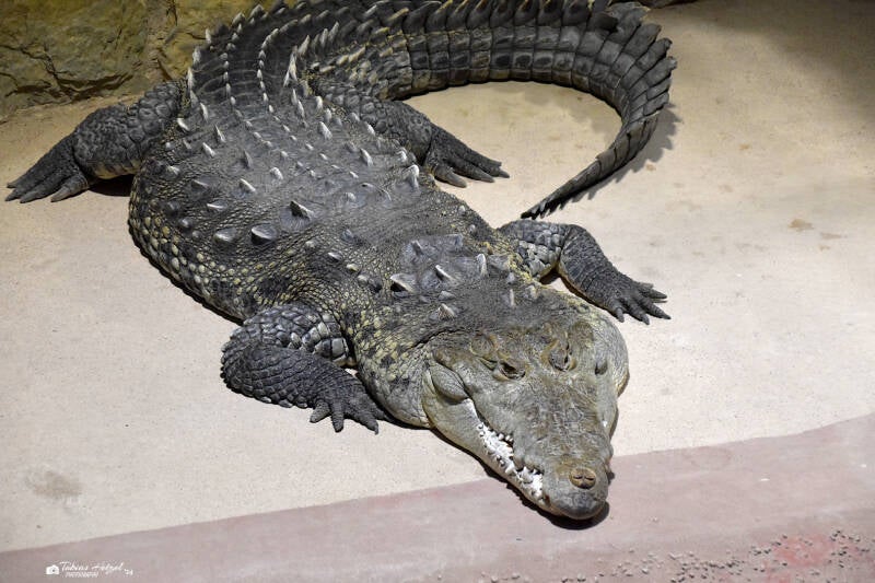 Beulenkrokodil | Meeresaquarium Zella-Mehlis | 24.09.2020